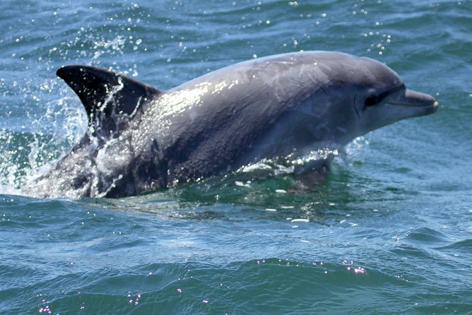 Big 5 Sea Safari in Walker Bay from Gansbaai - Booking, Timing, and Cancellation Details