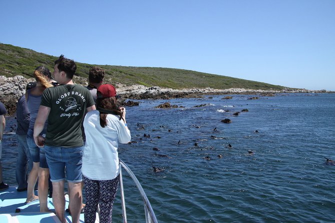 Big 5 Sea Safari in Walker Bay from Gansbaai - Searching the Middle of Walker Bay