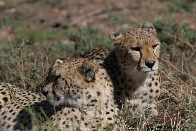 Big Five Game Reserve Wildlife Safari from Cape Town - Key points to know before booking