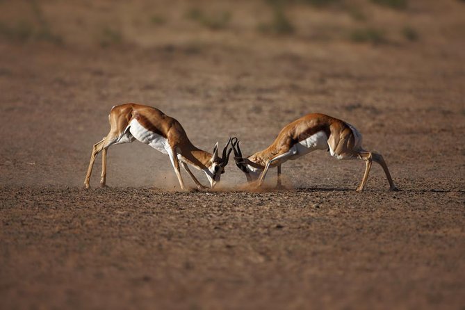 Big Five Game Reserve Wildlife Safari from Cape Town - Why Aquila works for a Cape Town itinerary