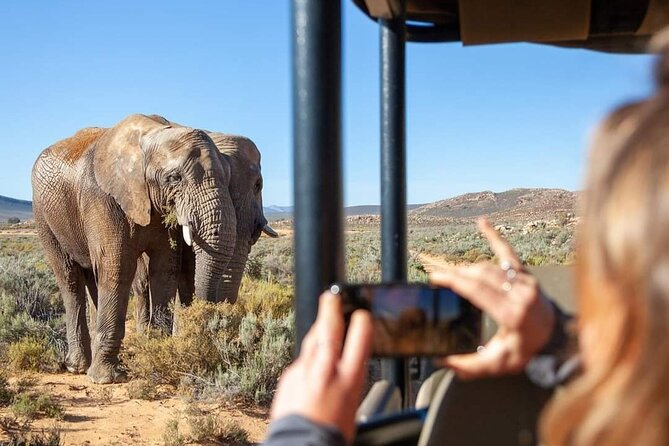 Big Five Safari Experience Near Cape Town ,South Africa - Key points to know before booking