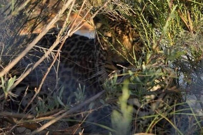 Big Five Safari Experience Near Cape Town ,South Africa - Why this Cape Town safari works for a short visit