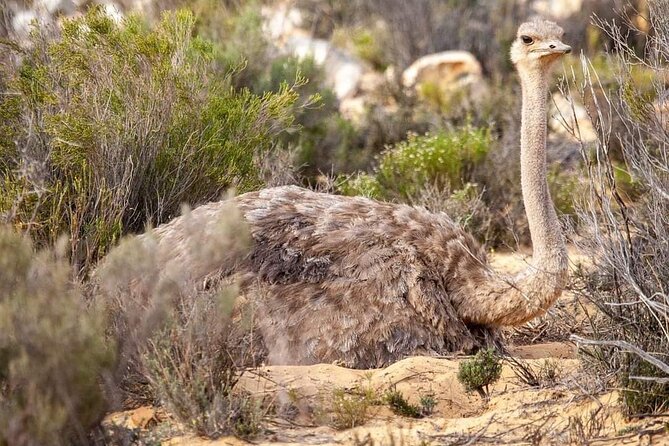Big Five Safari Experience Near Cape Town ,South Africa - What the guides add to the day