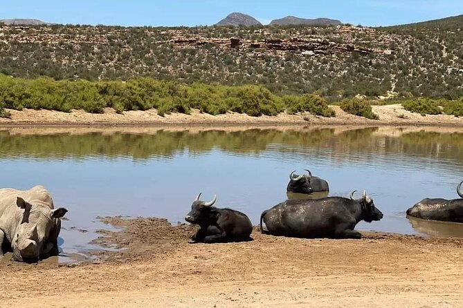 Big Five Safari Experience Near Cape Town ,South Africa - Who will enjoy this safari most