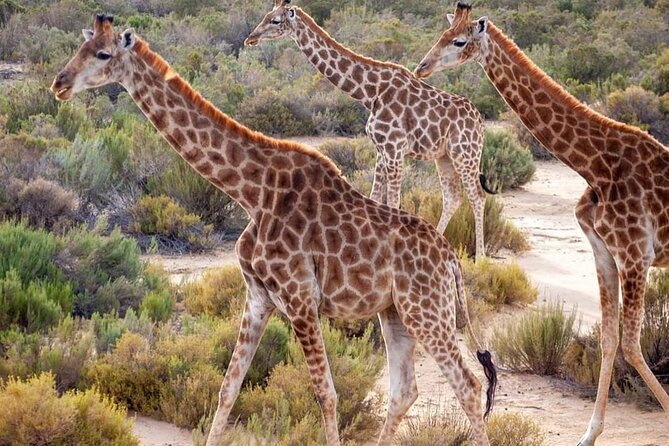 Big Five Safari Experience Near Cape Town ,South Africa - Leaving Cape Town by sedan, SUV, or minibus
