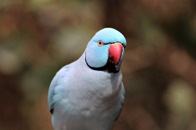 Birds of Eden Admission Ticket - Key points at a glance