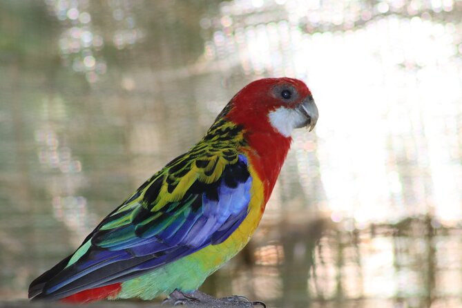 Birds of Eden Admission Ticket - A forest under one enormous roof