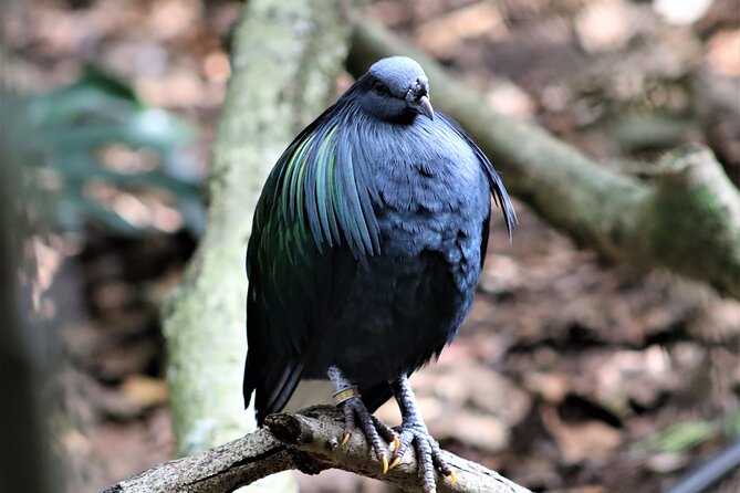 Birds of Eden Admission Ticket - What the $24.82 ticket buys you