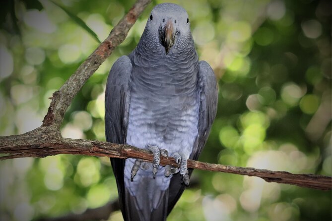 Birds of Eden Admission Ticket - Flexible entry for a changing day