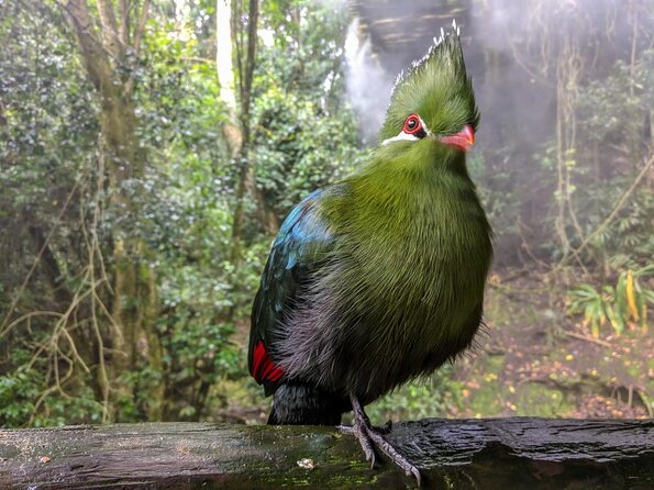 Birds of Eden Admission Ticket - Who will enjoy Birds of Eden most