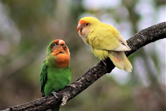 Birds of Eden Admission Ticket - Taking the 1.2-kilometer boardwalk