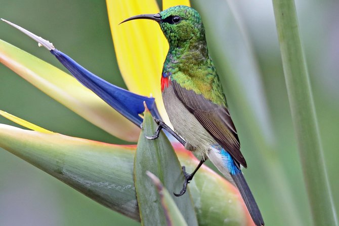 Birdwatching in Cape Town - A full birding day built around two habitats