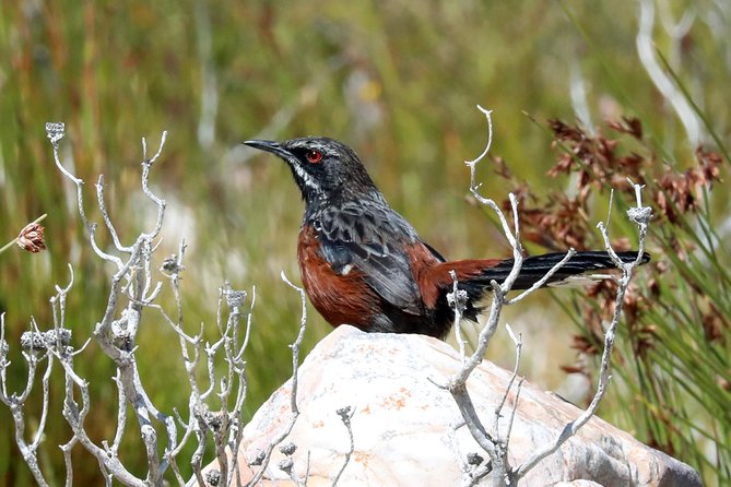Birdwatching in Cape Town - Lunch break and the change to Strandfontein