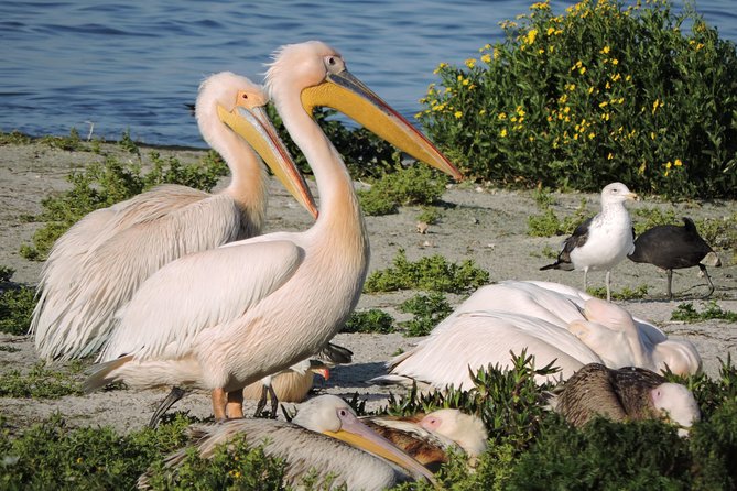 Birdwatching in Cape Town - Strandfontein Sewage Works and the two-hour birding hotspot