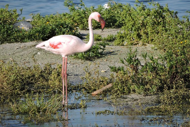 Birdwatching in Cape Town - What is included for the $115.43 price
