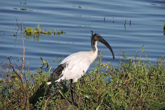 Birdwatching in Cape Town - Who will enjoy this Cape Town birding trip