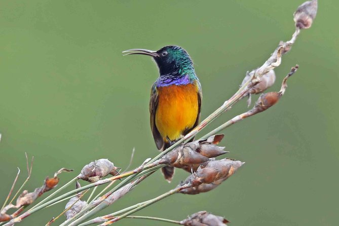 Birdwatching in Cape Town - Kirstenbosch Gardens and its fynbos birds