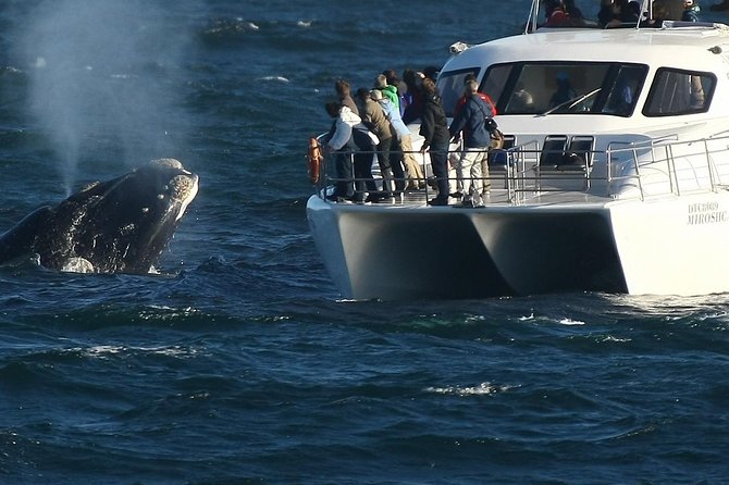 Boat Based Whale Watching from Hermanus - Key points to know before you book