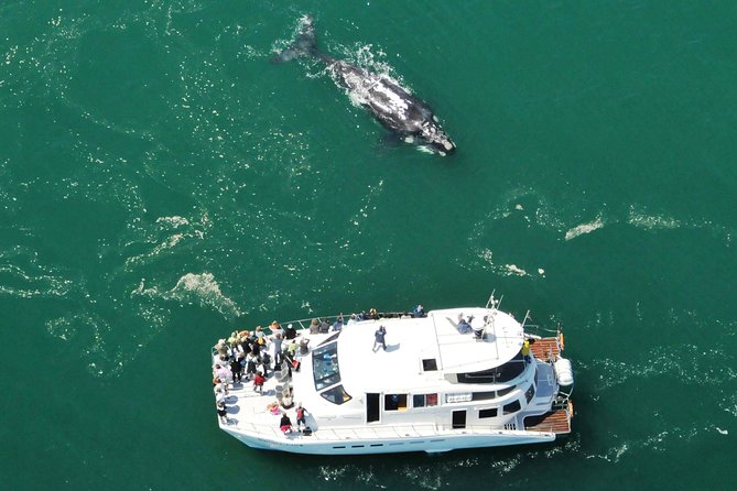 Boat Based Whale Watching from Hermanus - Leaving Hermanus New Harbour by catamaran