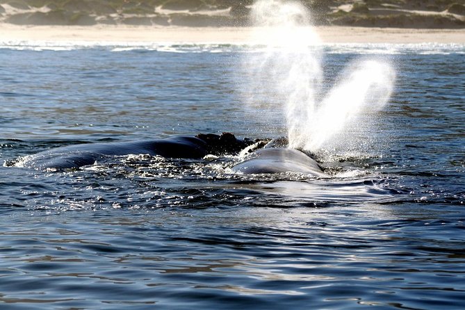 Boat Based Whale Watching from Hermanus - Humpbacks, Bryde’s whales, dolphins, seals, and birds