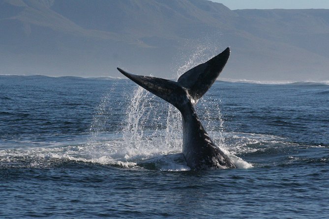 Boat Based Whale Watching from Hermanus - Why the guide and crew make a difference