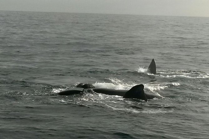 Boat Based Whale Watching from Hermanus - The price and what you receive for it