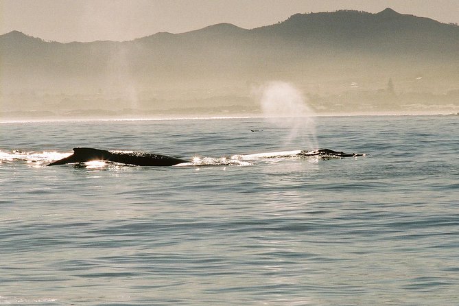 Boat Based Whale Watching from Hermanus - Who will enjoy this boat trip most
