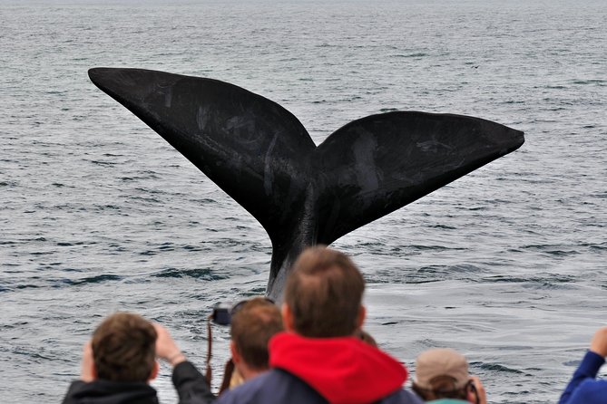 Boat Based Whale Watching from Hermanus - The briefing before you board
