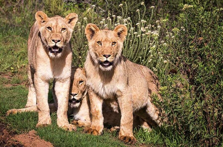 Botlierskop Private Game Reserve: 3.5-Hour Sunset Game Drive - A mountain safari near Mossel Bay