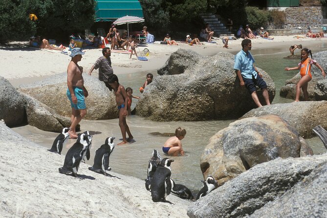 Boulders Beach Cape Town: Swimming With Penguin & Close Encounter Half Day Tour - Bo-Kaap adds color and Cape Town context
