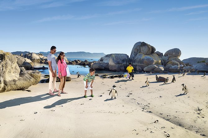 Boulders Beach Cape Town: Swimming With Penguin & Close Encounter Half Day Tour - Camps Bay and Chapman’s Peak bring the big views