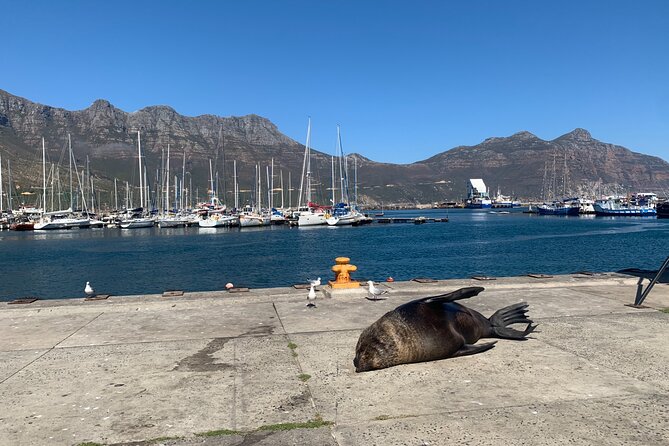 Boulders Beach Penguins and Seal Island Boat Trip Half Day Tour - Why this short wildlife tour works in Cape Town