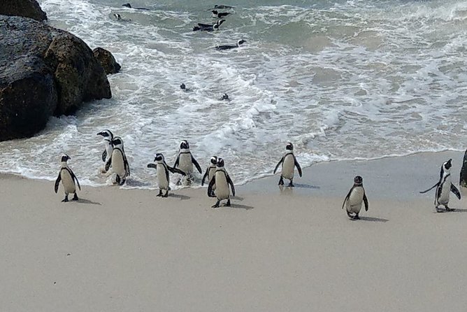 Boulders Beach Penguins and Seal Island Boat Trip Half Day Tour - Chapman’s Peak adds the big coastal view