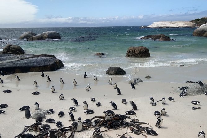 Boulders Beach Penguins and Seal Island Boat Trip Half Day Tour - What the guides add to the day