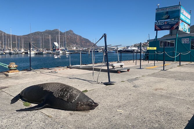 Boulders Beach Penguins and Seal Island Boat Trip Half Day Tour - Who should book this half-day outing