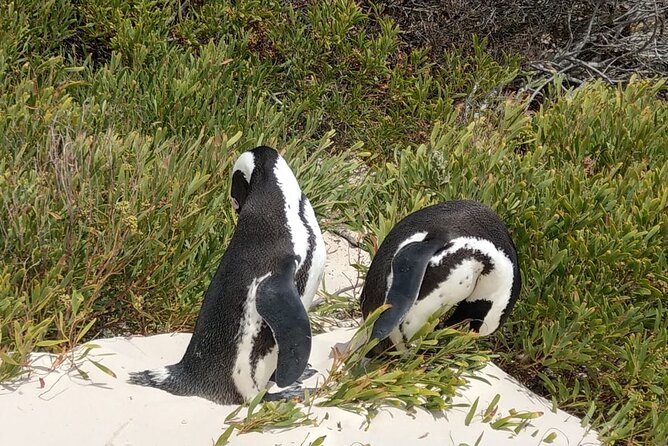 Boulders Beach Penguins and Seal Island Boat Trip Half Day Tour - Practical timing, tickets, and cancellation