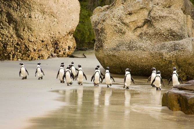 Boulders Beach Penguins Half Day Tour - Why Boulders Beach is worth the trip