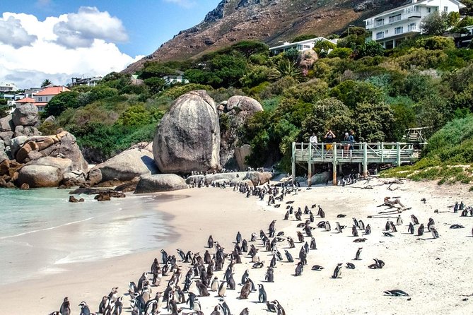 Breath-taking Cape Peninsula Tour - Who should book this tour