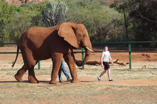 Bush Babies & Monkey Sanctuary and Elephants walk Private - Two animal sanctuaries in one short Johannesburg outing