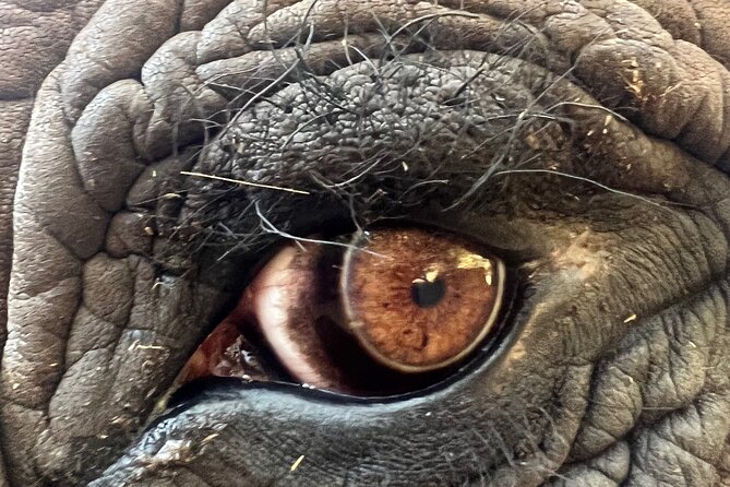 Bush Babies & Monkey Sanctuary and Elephants walk Private - What to expect from the Bush Babies part