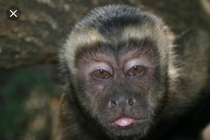 Bush Babies & Monkey Sanctuary and Elephants walk Private - Is $207.80 per person good value?