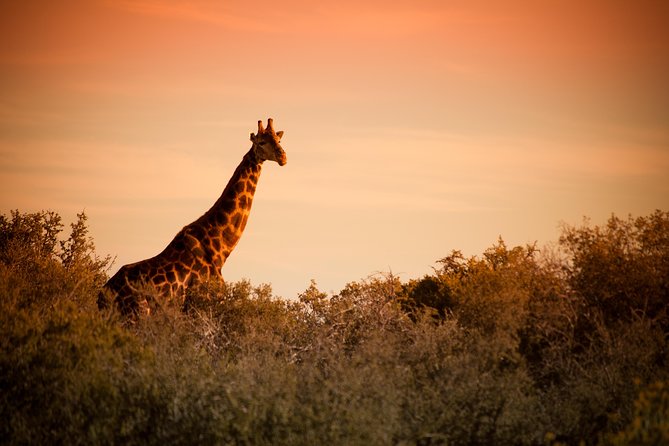 Bush Safari - Why this short safari works well near Oudtshoorn