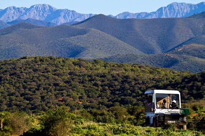Bush Safari - Morning or afternoon: which should you choose?