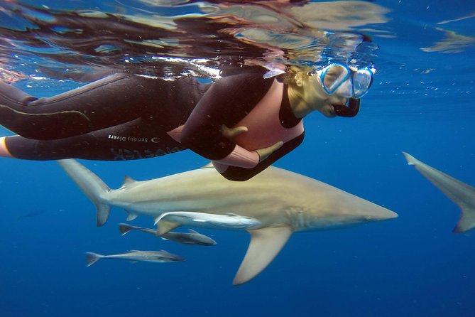 Caged and Cageless Shark Snorkelling on Durban's Aliwal Shoal - Key points before you book