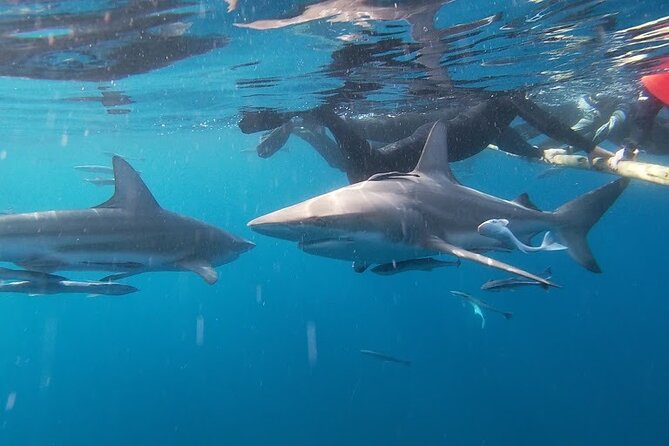 Caged and Cageless Shark Snorkelling on Durban's Aliwal Shoal - Why Aliwal Shoal makes this a memorable Durban outing