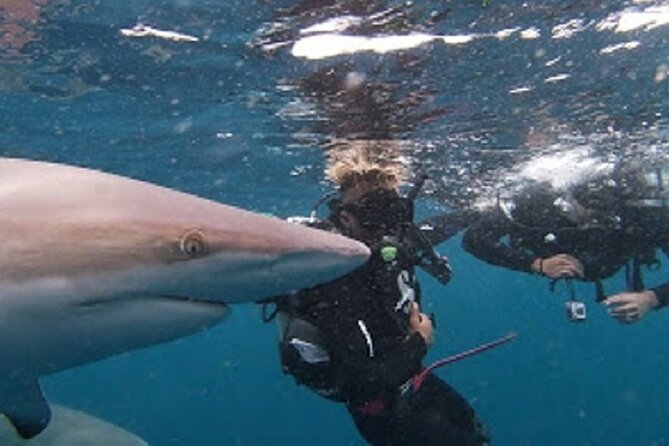 Caged and Cageless Shark Snorkelling on Durban's Aliwal Shoal - Starting behind the six-person surface cage