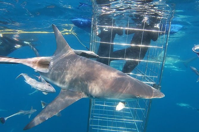 Caged and Cageless Shark Snorkelling on Durban's Aliwal Shoal - Moving into open water with a guide beside you