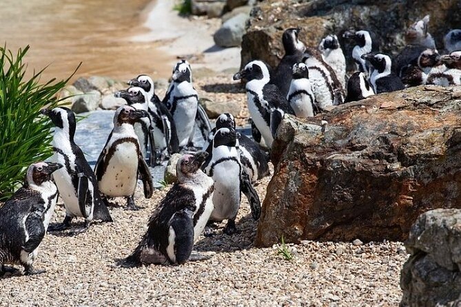 Cape Agulhas Full Day Private Tour - Why Cape Agulhas makes a worthwhile day trip