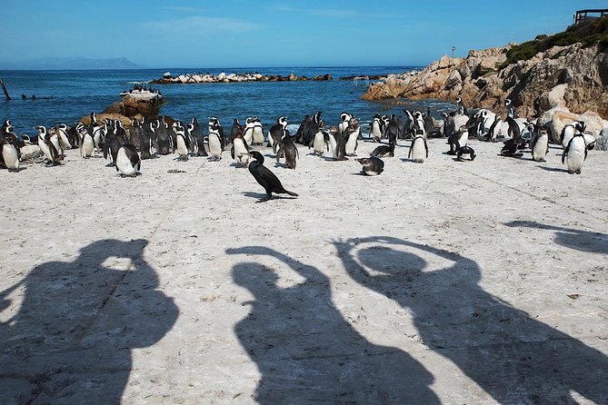 Cape Agulhas Full Day Private Tour from Cape Town - The Private Vehicle Changes the Feel of the Day