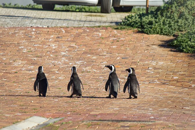Cape Agulhas Full Day tour - Betty’s Bay and the Stoney Point penguins